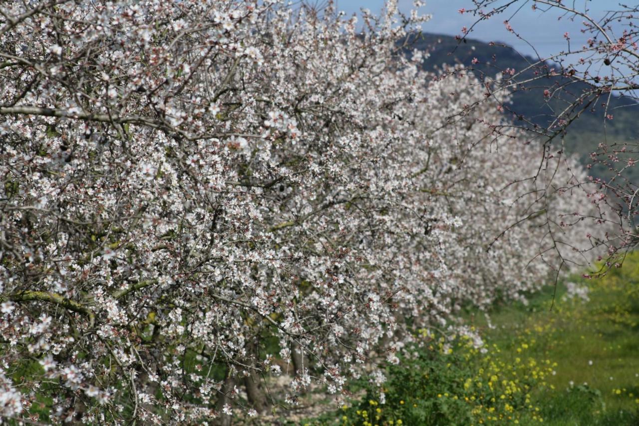 155 Finca Son Rossignol By Mallorca Charme سينيو المظهر الخارجي الصورة